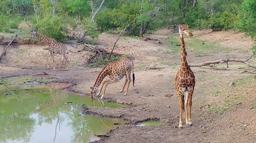 2020-Makutsi-Safari-22