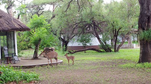 2020-Makutsi-Safari-11