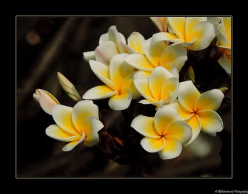 Phetchaburi- Thaïlande- Thailand