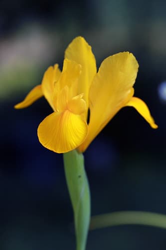 Iris de Hollande