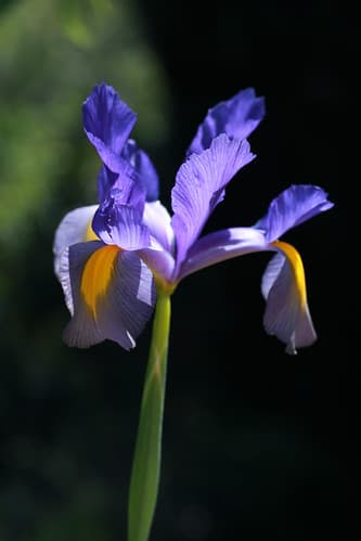 Iris de Hollande