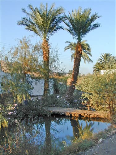 La campagne autour de Medinet Habou, Thèbes ouest (Egypte)