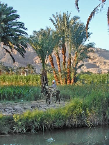 La campagne autour de Medinet Habou, Thèbes ouest (Egypte)