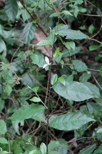 Turraea heterophylla Sm. (Meliaceae)