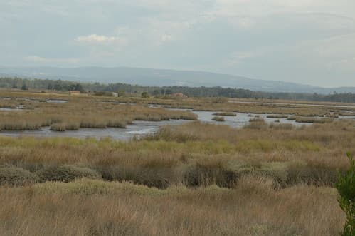 Flowing in the marshes