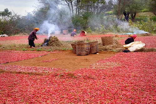 Drying Chilis