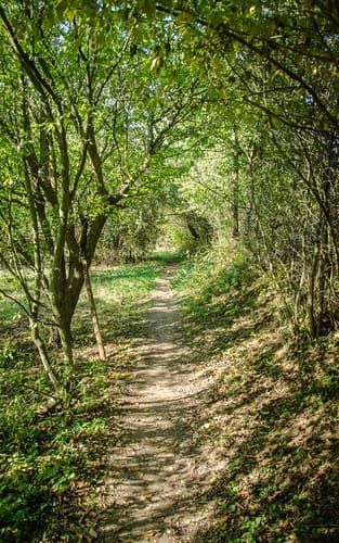 Sentier à travers bois