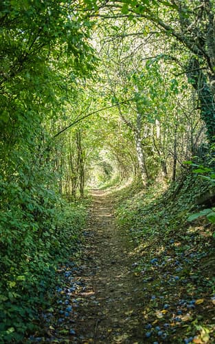 Tunnel aux quetsches