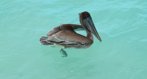 Cayo Coco