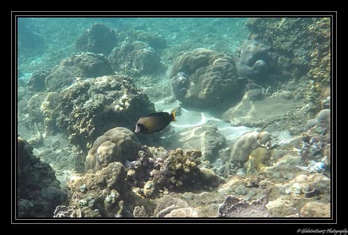 Snorkeling à Gili Trawangan- Lombok- Indonésie- Indonesia