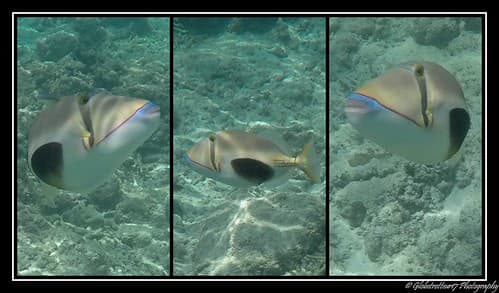 Snorkeling à Gili Trawangan- Lombok- Indonésie- Indonesia