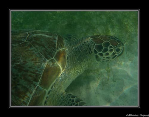 Snorkeling à Gili Trawangan- Lombok- Indonésie- Indonesia
