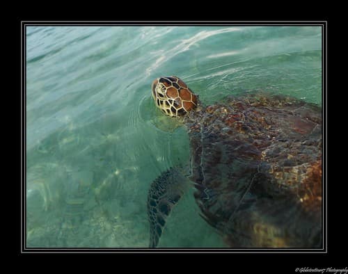 Snorkeling à Gili Trawangan- Lombok- Indonésie- Indonesia
