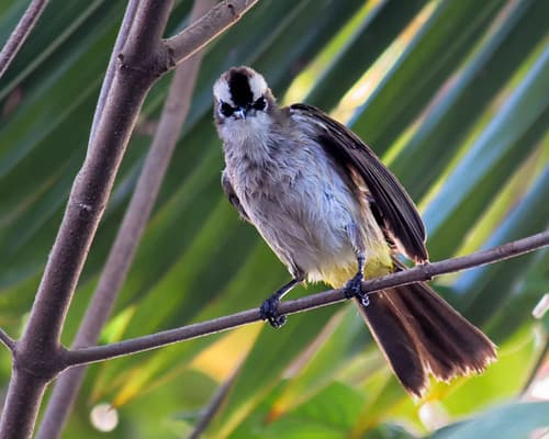 Yellow-vented Bulbul, taken in my garden