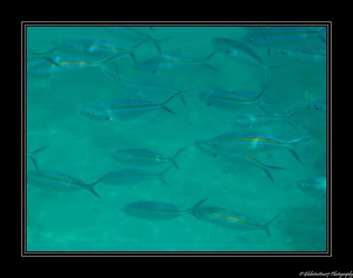 Snorkeling à Gili Trawangan- Lombok- Indonésie- Indonesia