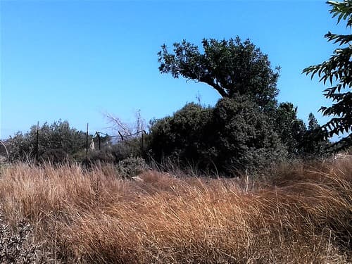 ypsonas+sba+limassol+cyprus+agricultural+factorie+industrial+business+area+sovereigh+british+area+trachoni+ipsonas+asomatos+cyprus+ (69)Zypern, lemesos, britische hochgebiet