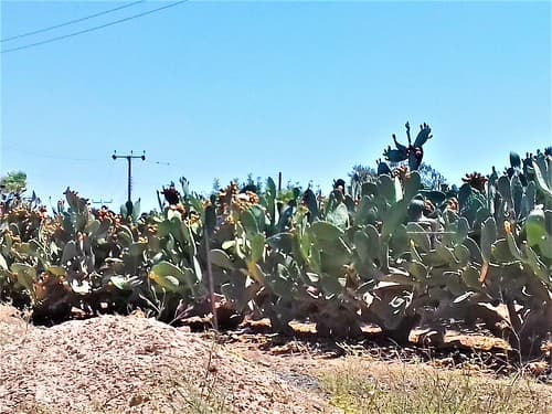ypsonas+sba+limassol+cyprus+agricultural+factorie+industrial+business+area+sovereigh+british+area+trachoni+ipsonas+asomatos+cyprus+ (46)Zypern, lemesos, britische hochgebiet