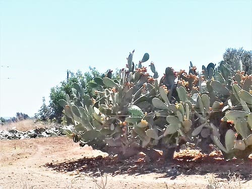 ypsonas+sba+limassol+cyprus+agricultural+factorie+industrial+business+area+sovereigh+british+area+trachoni+ipsonas+asomatos+cyprus+ (47)Zypern, lemesos, britische hochgebiet