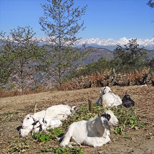 Ferme dans la région de Nagarkot (Népal)
