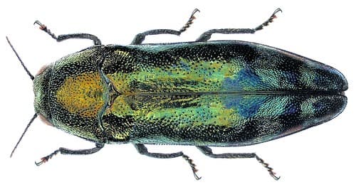 Coraebus fasciatus (Villers, 1789)