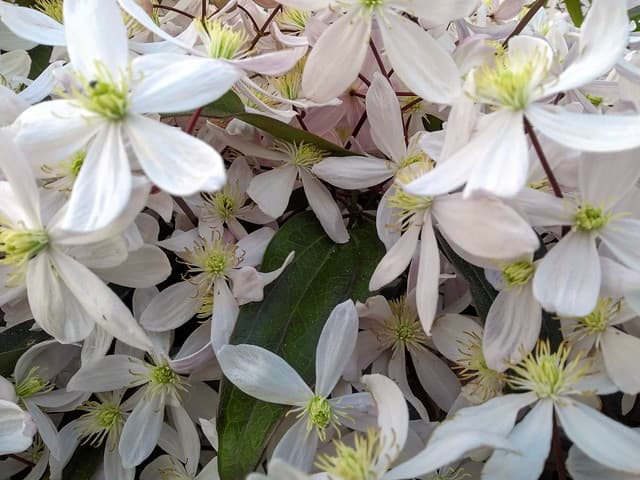 l'ile aux fleurs : MADININA