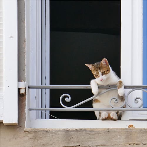 Chat à la fenêtre, Biot.