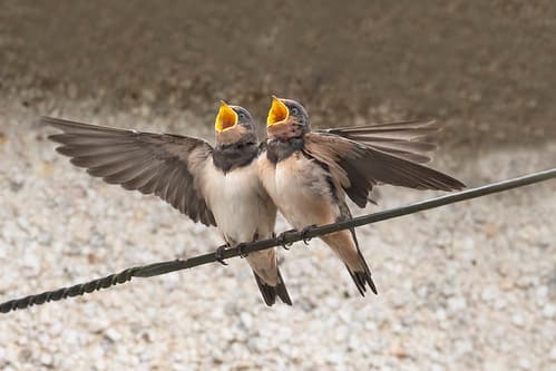 'Feed us!' - Juvenile Swallows