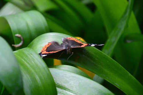 Papillon "vulcain" et son masque noir...