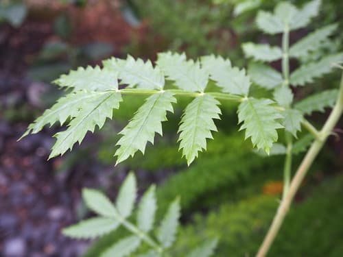 Melianthus comosus Vahl_leaves_P9090239
