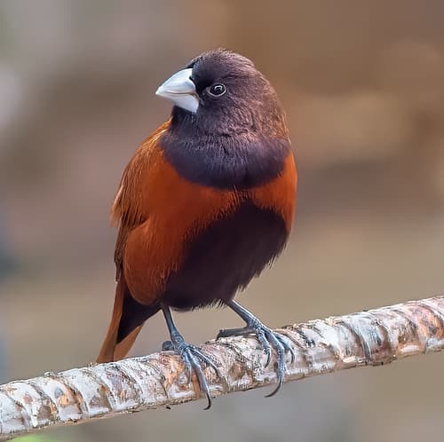 Chestnut Munia, taken in my garden