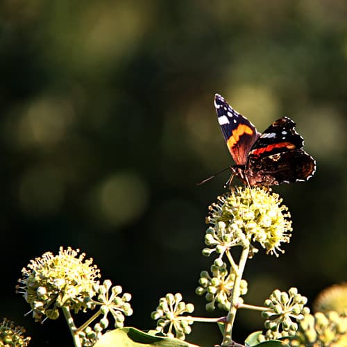 Vulcain sur Fleur de Lierre
