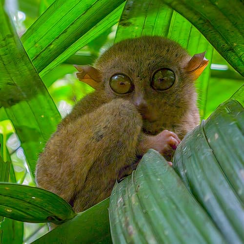 Philippine Tarsier, Bohol
