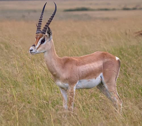 Grant’s Gazelle, Maasai Mara