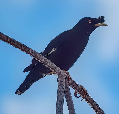 Crested Myna, taken in my garden