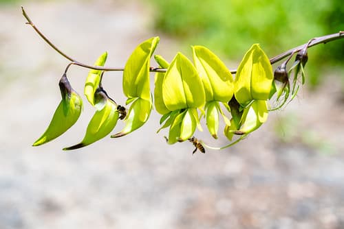 Canary Bird Bush - Hike #2 - 4