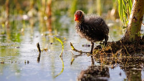 Eurasian Coot chick