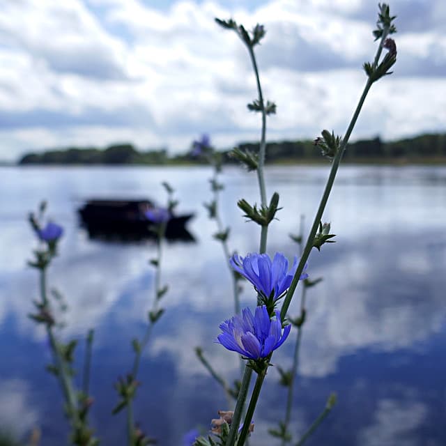 L'ile aux fleurs
