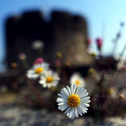 Flower ☮ Power