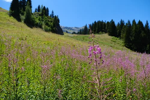 Flaine