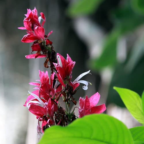 Jardin des Plantes