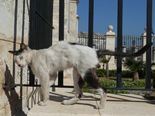 Havana Feral Cat
