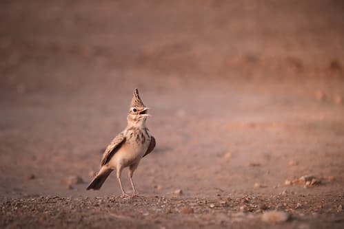 Cochevis huppé
