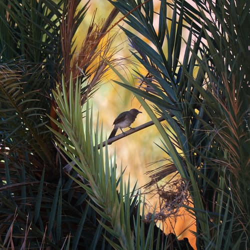 Un bulbul dans la palmeraie