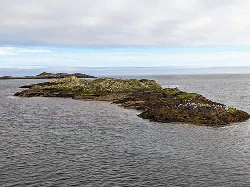 LES OISEAUX MARINS