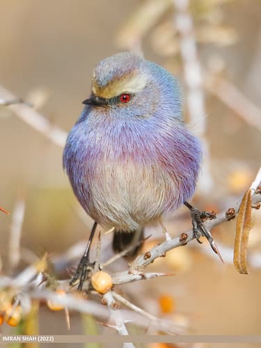 White-browed Tit Warbler (Leptopoecile sophiae)