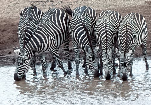 Grants Zebra, Tsavo West National Park, Kenya