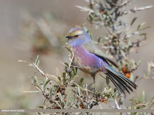 White-browed Tit Warbler (Leptopoecile sophiae)