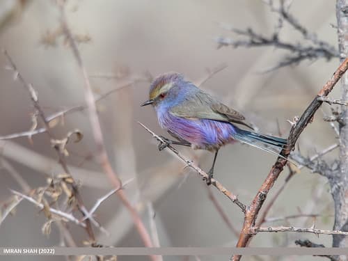 White-browed Tit Warbler (Leptopoecile sophiae)