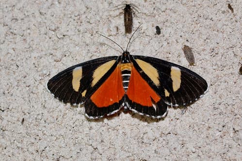Phaegorista agaristoides (Erebidae: Aganainae)