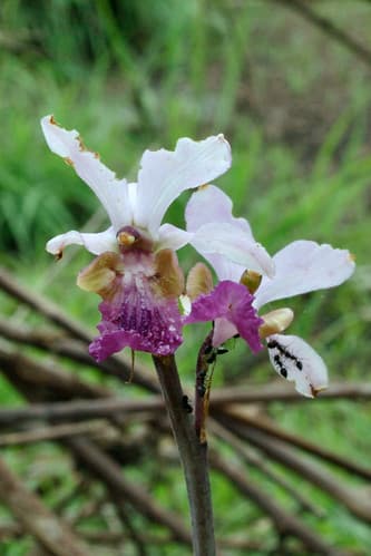 Eulophia cristata (Orchidaceae)